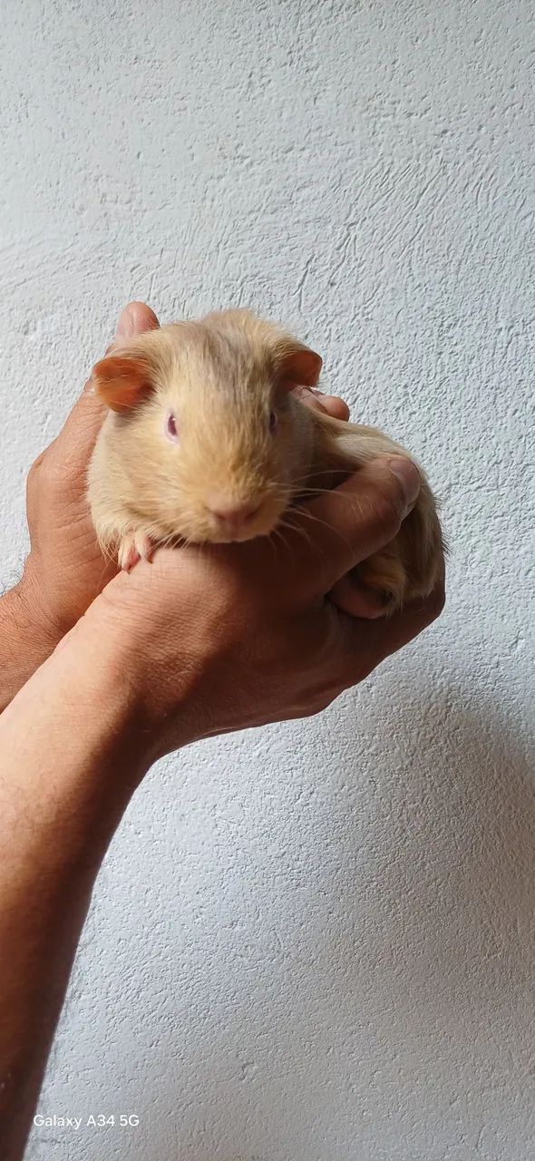 Porquinho da Índia Inglês Filhote Macho - Foto 4