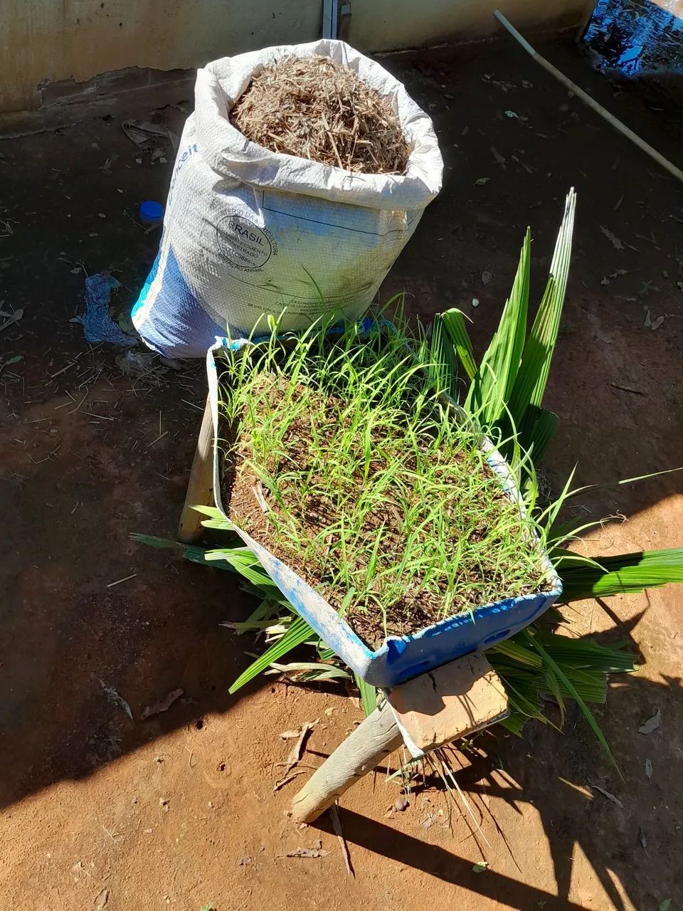VENDE SEMENTE DE CAPIM ANDROPOGON 30REAIS O SACO  - Foto 5