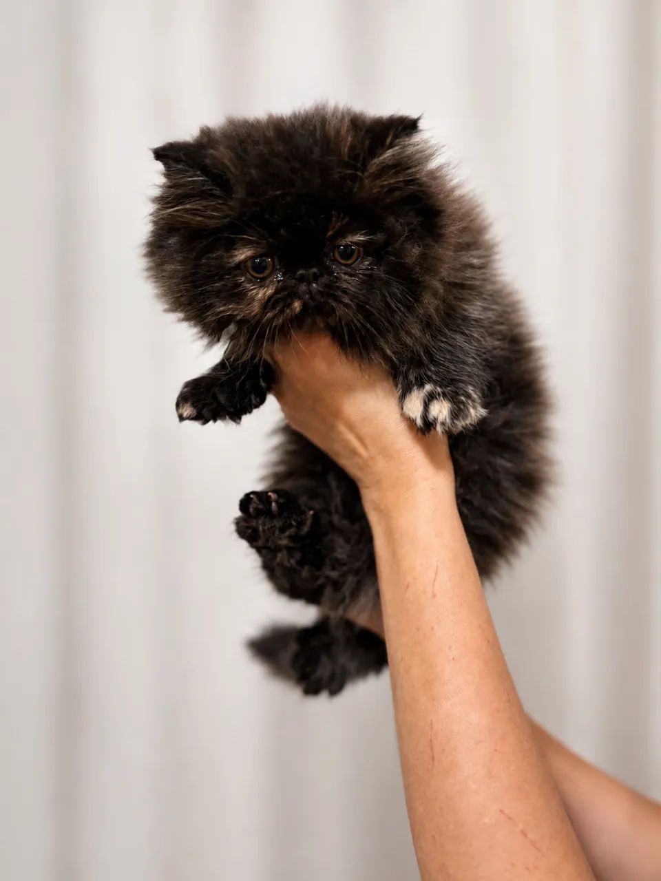 Gato persa  - Foto 5