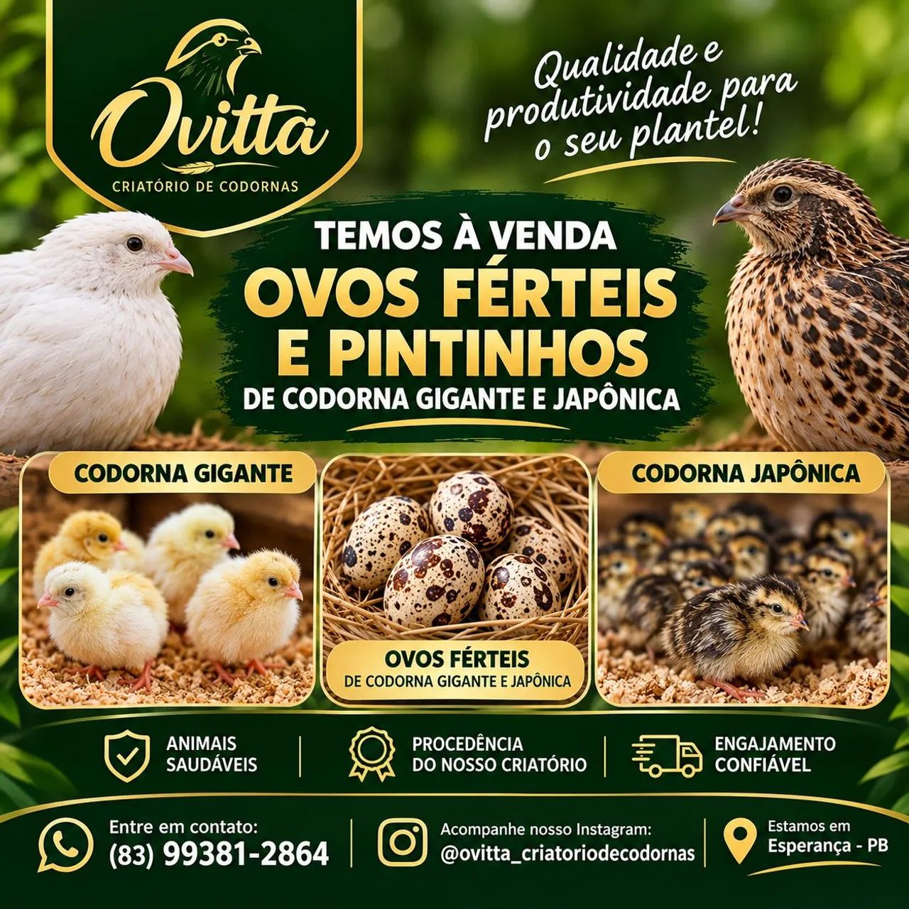 Codornas e ovos férteis 