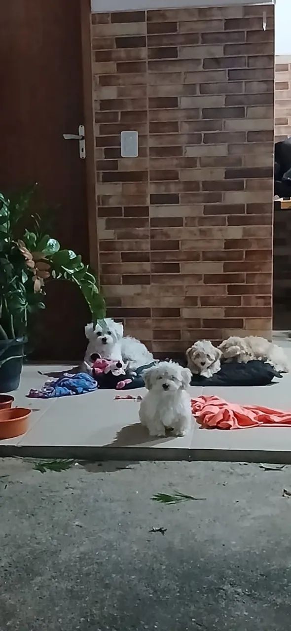 Poodle fêmea  - Foto 2