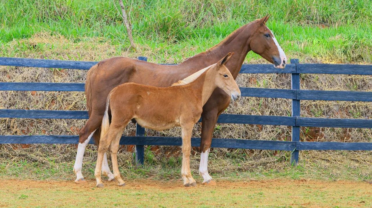 Burro Registrado