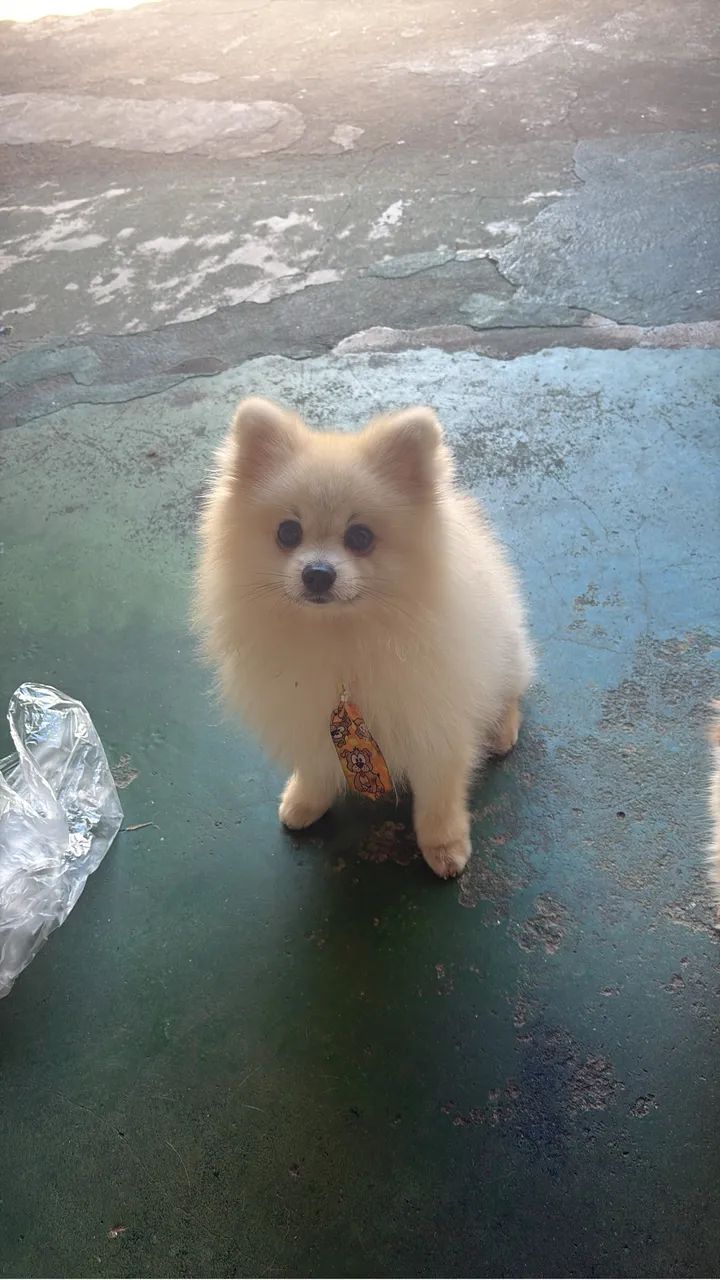 Spitz alemão - Foto 4