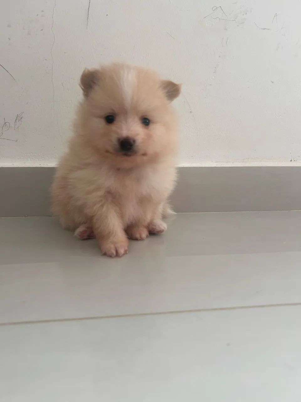 Pet  - Foto 3