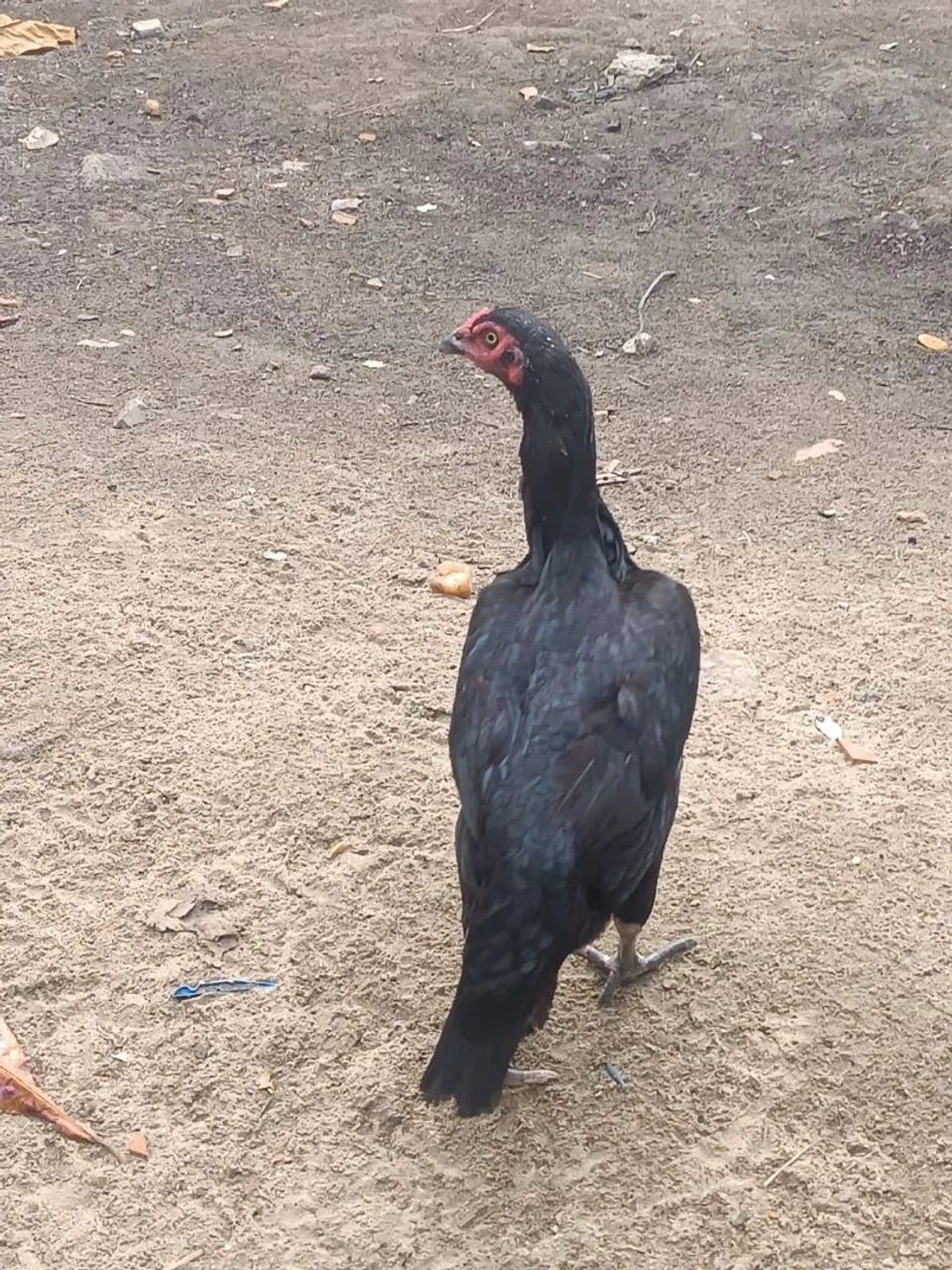 Galo e Galinha - Foto 4