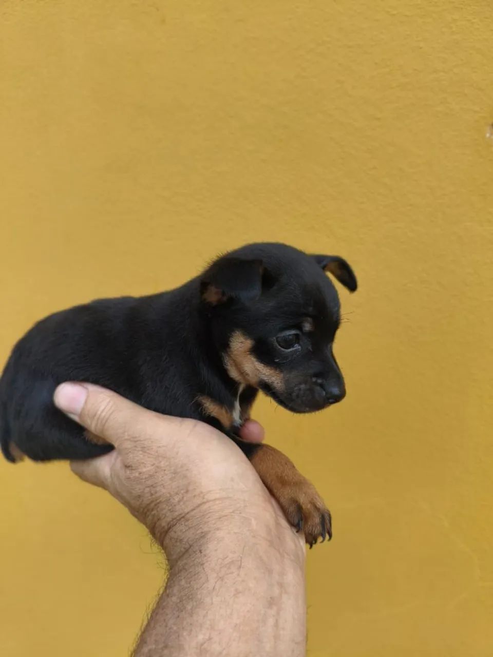 Mini pinscher  - Foto 3
