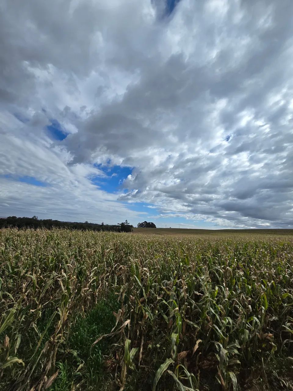 Vento terreno agrícola  - Foto 4