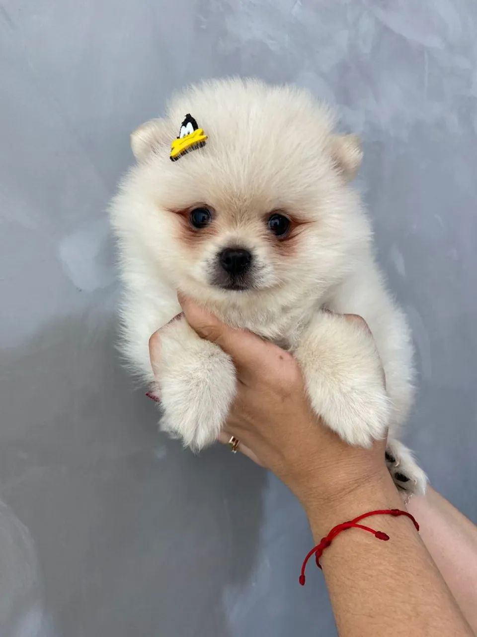Macho de Lulu branco na promoção 