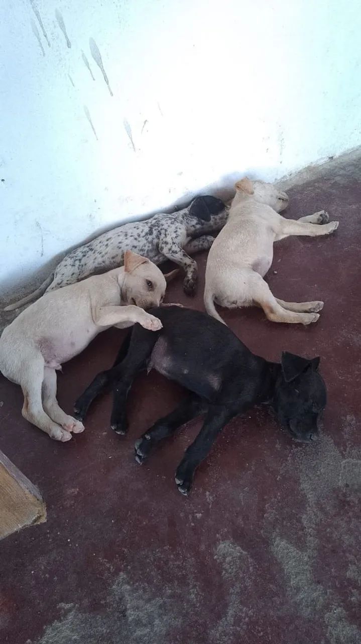 Adoção responsável  - Foto 2