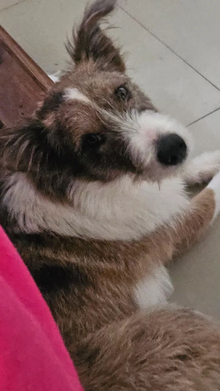 DOAÇÃO DE CACHORRO  - Foto 5