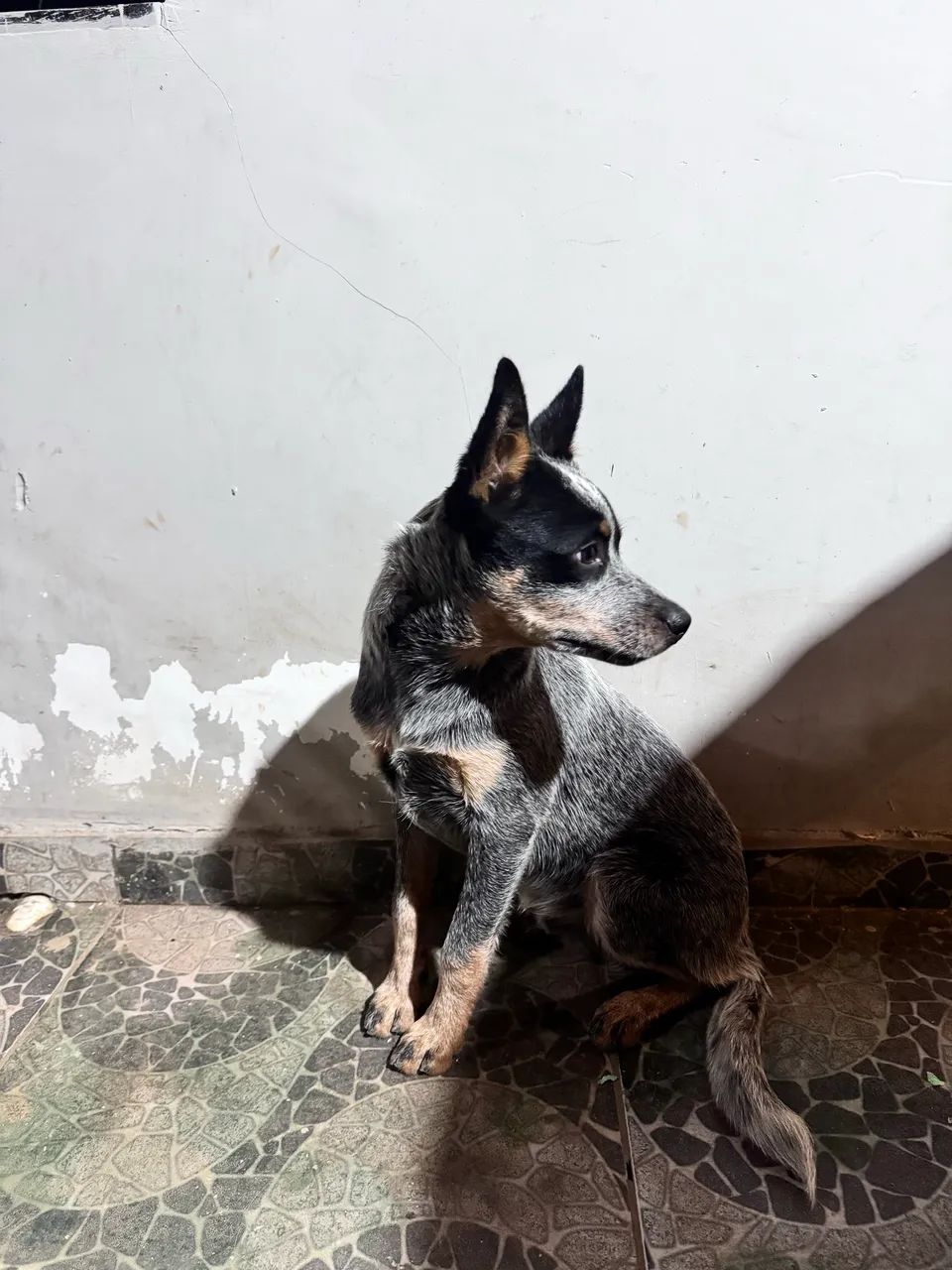 Filhote de blue heeler - Foto 2