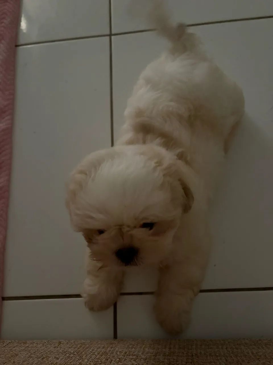 Shih Tzu ( Macho )
