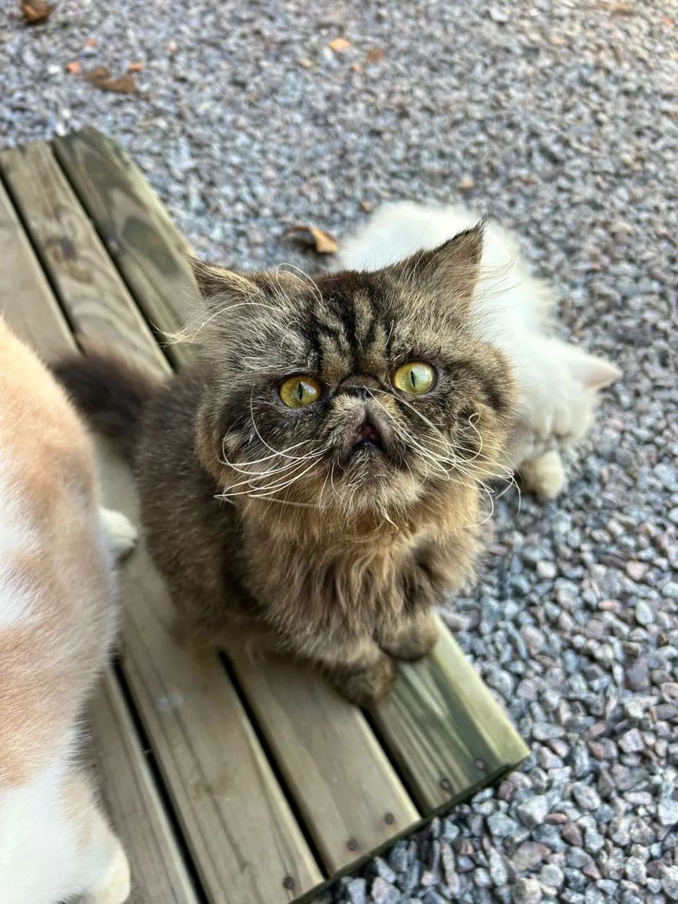 Gato persa macho 