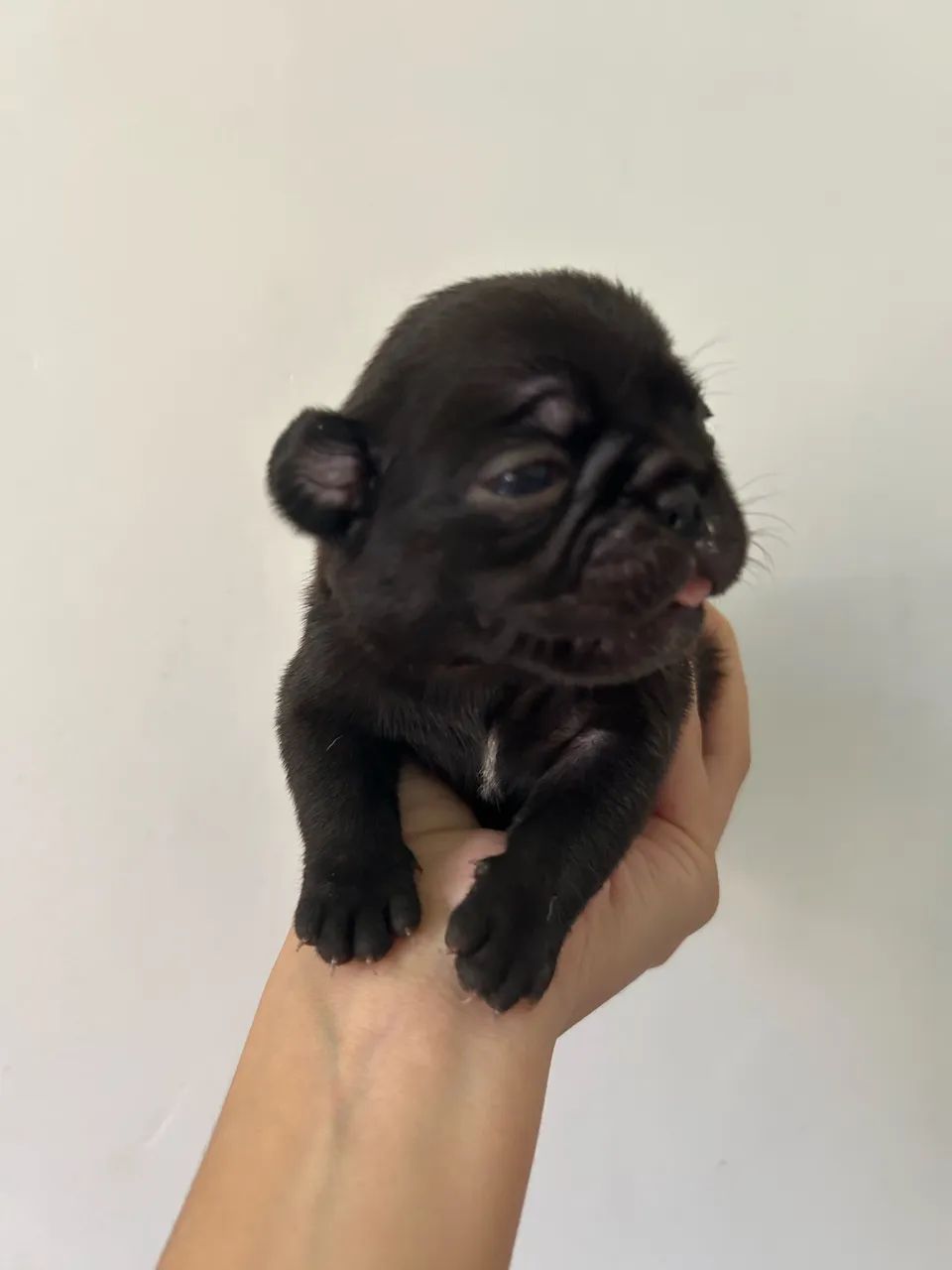 Filhotes de pug com pedigree - Foto 3