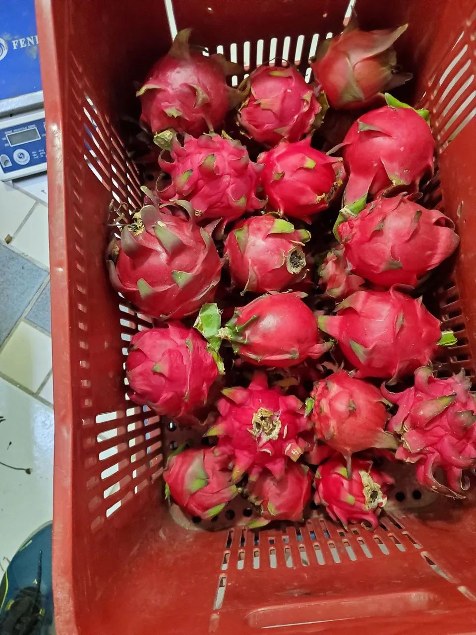 Pitaya colhida madura  - Foto 3