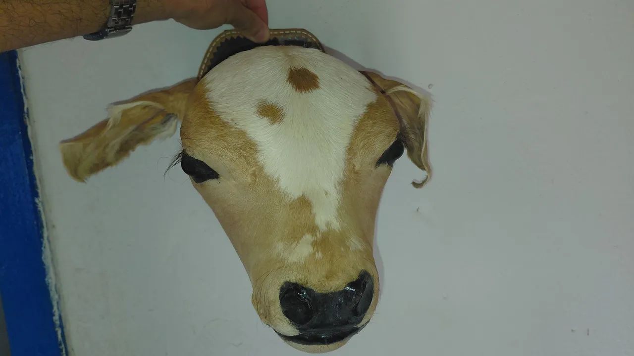  Cabeça de bezerro empalhada.   - Foto 4