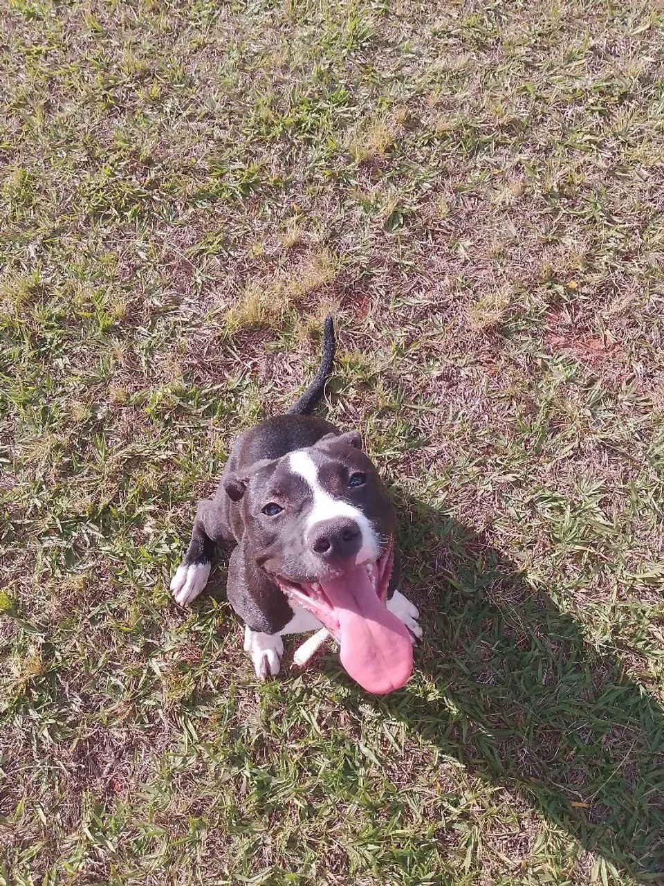 Pitbull pra venda no precinho 