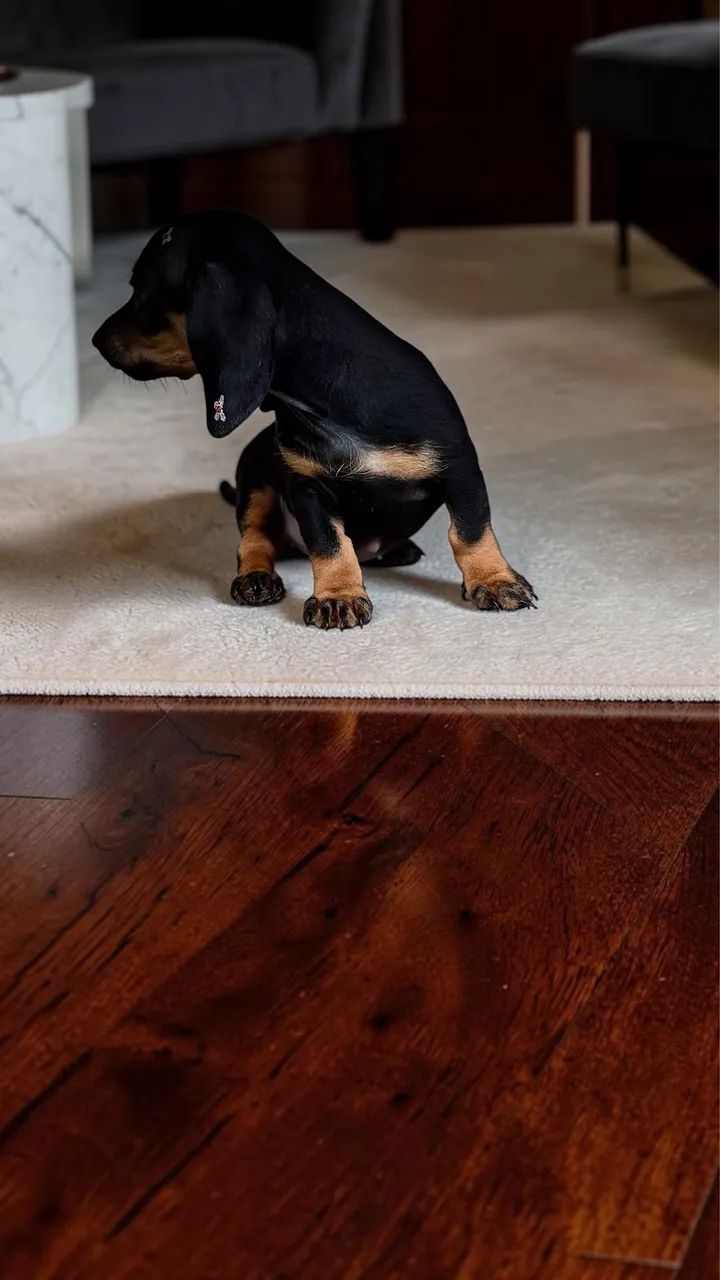 Fêmea de Daschund Mini - Foto 4