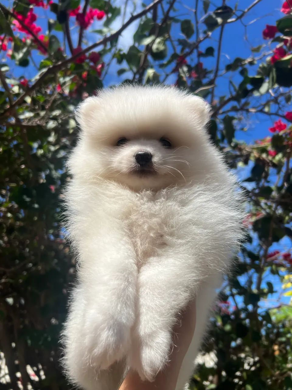 Spitz alemão  - Foto 4