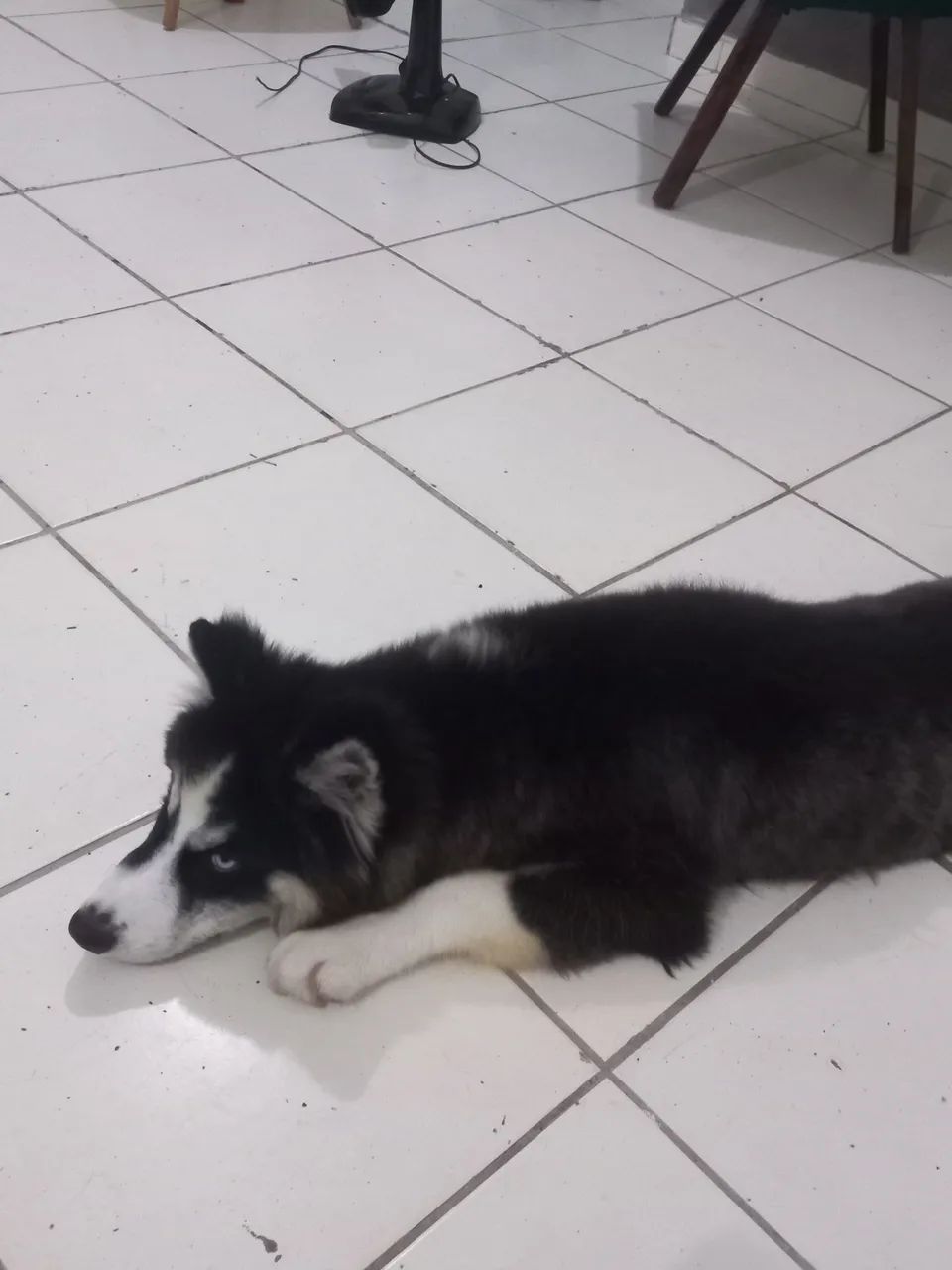 Vendo husky wooly - Foto 2