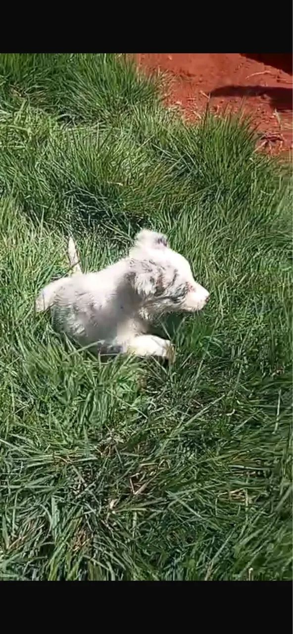 Cachorro  - Foto 4