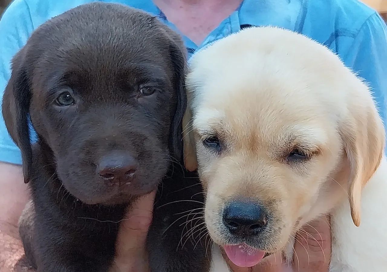 Labrador  - Foto 2