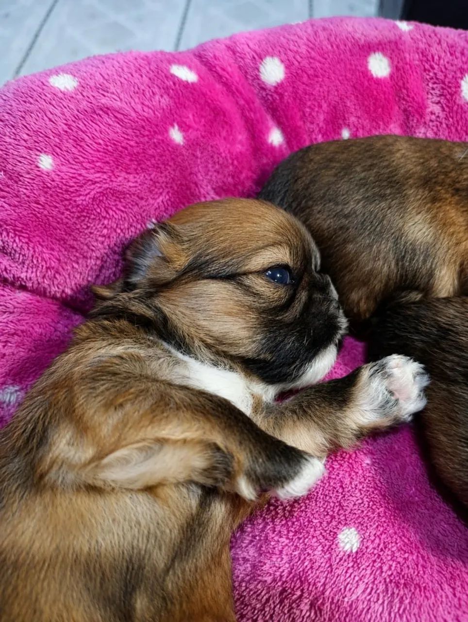Shihtzu Machos Chocolate  - Foto 3