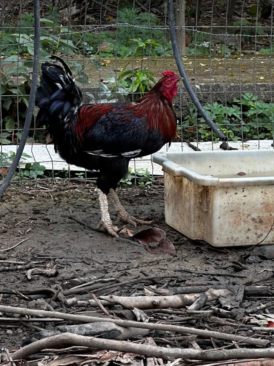 Galos 