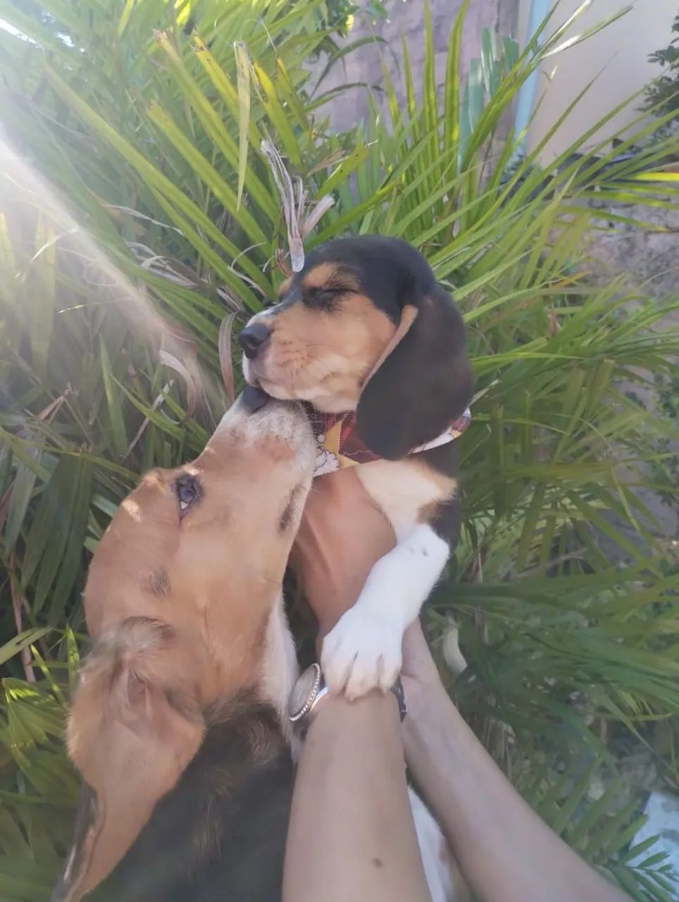  Beagle  - Foto 3