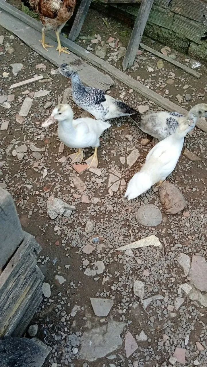 Patos - Foto 4