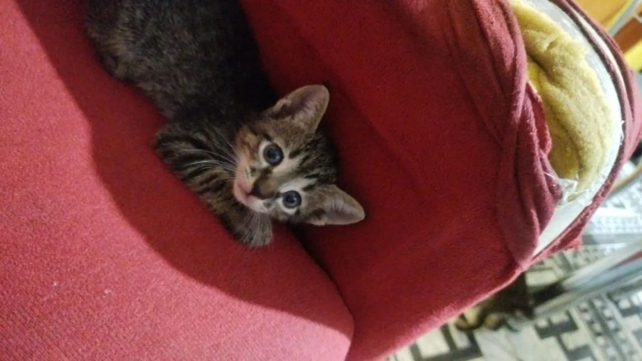 Doação de gatos  - Foto 5