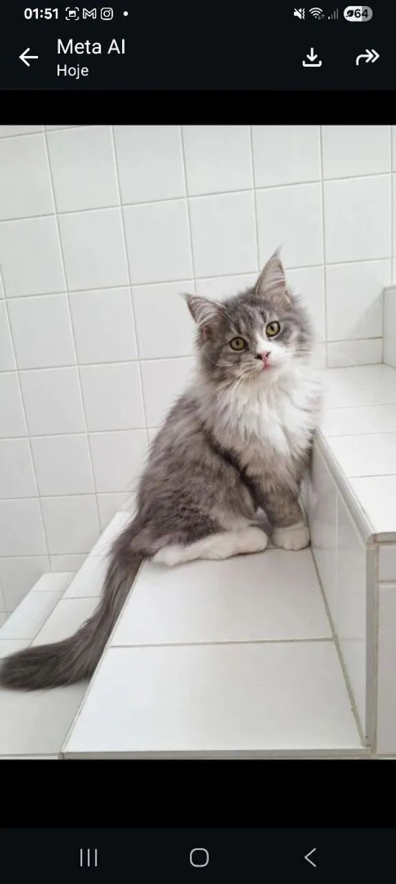 Filhote gata maine coon 