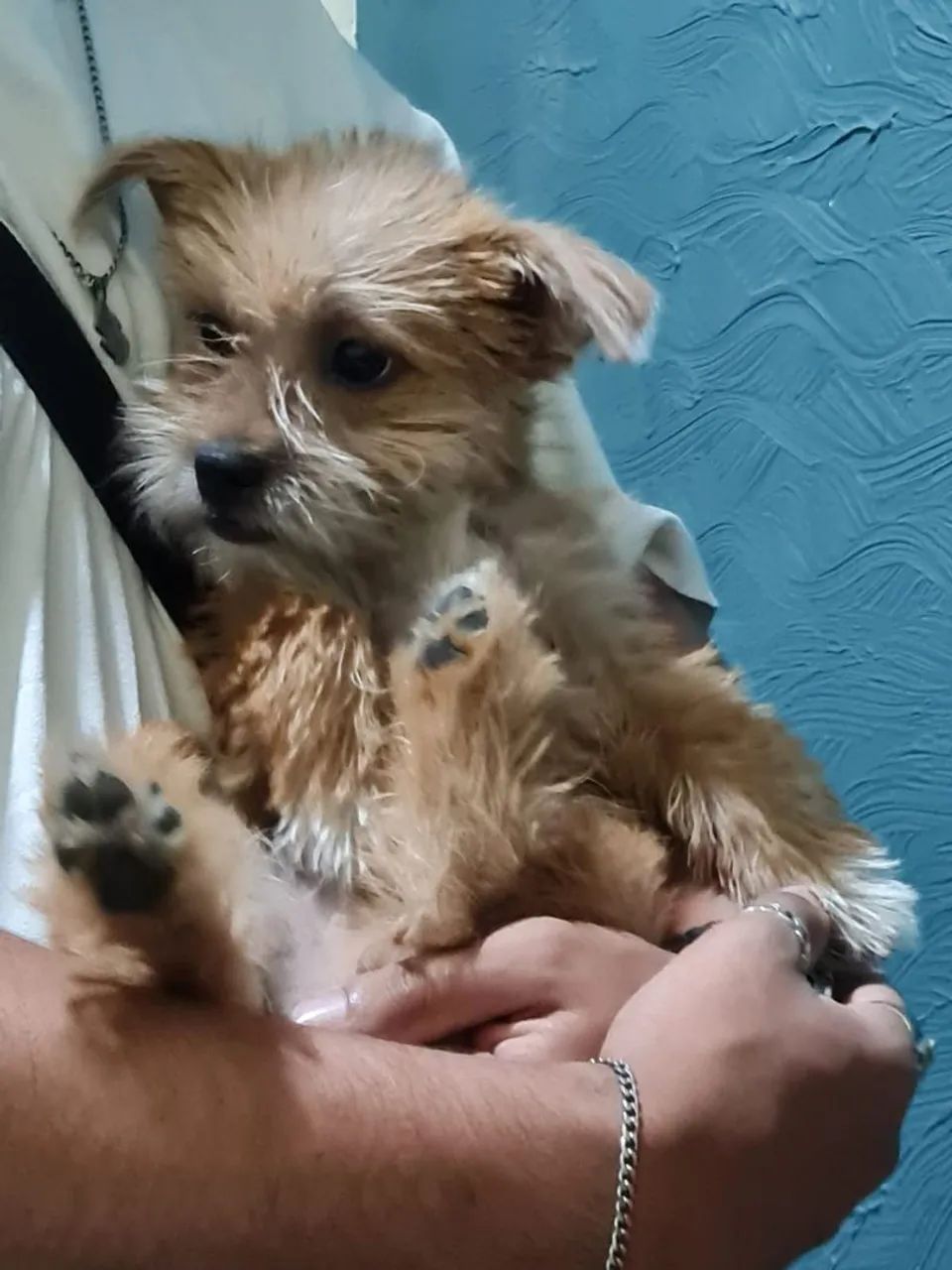 Adoção de cachorro, levo na casa  - Foto 2
