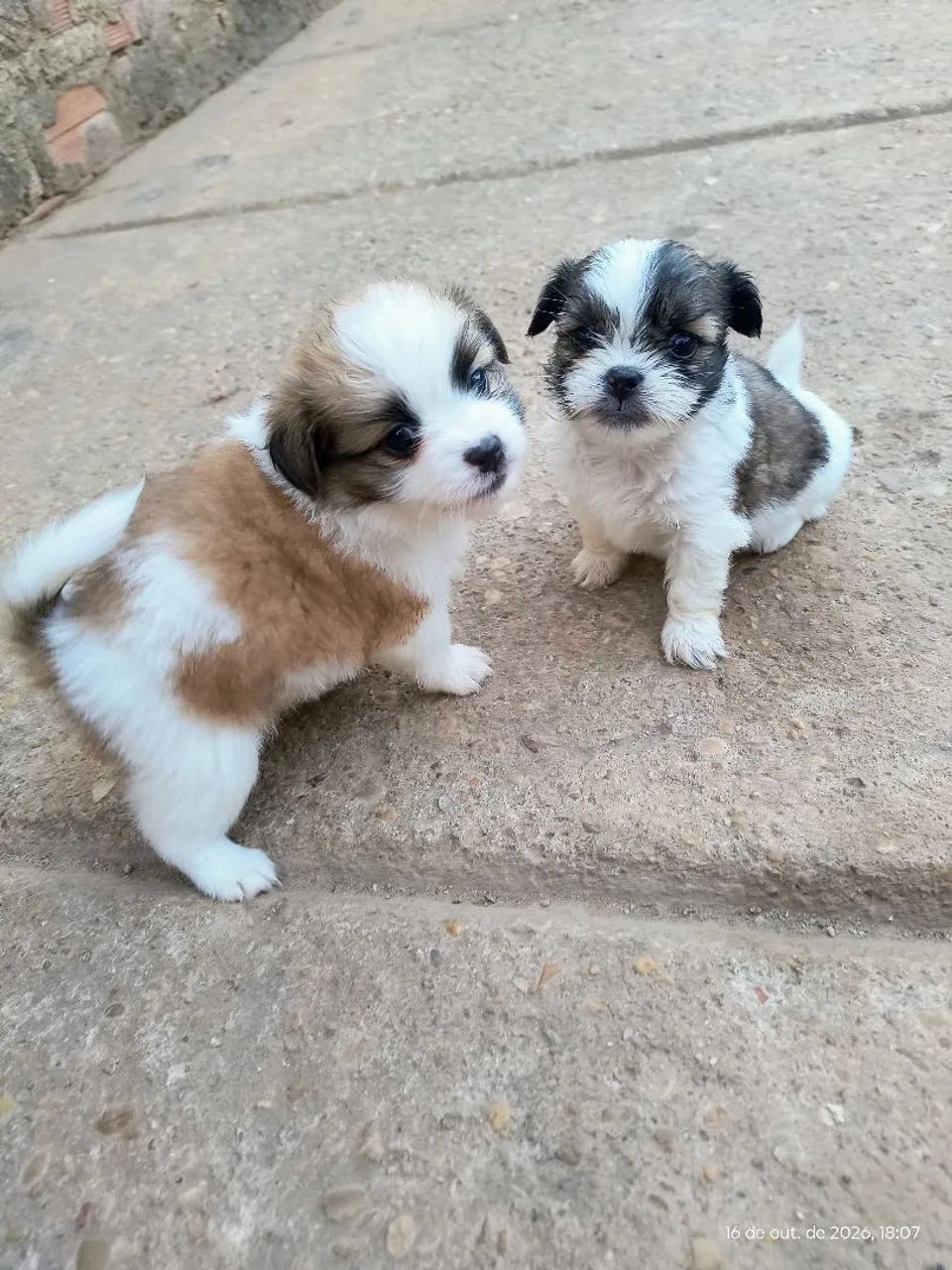 Vendo Shitzu - Foto 4