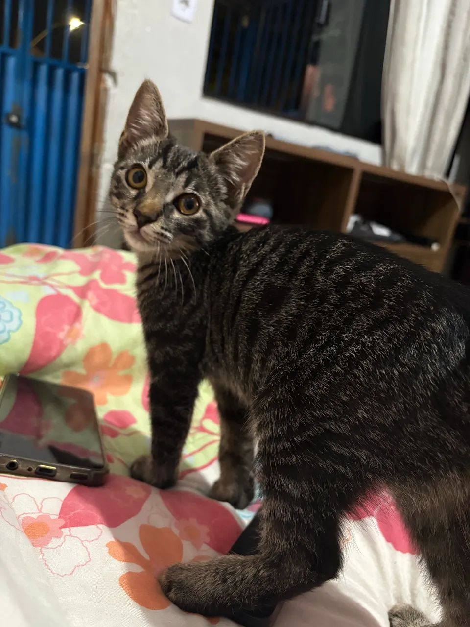 Doação de gatinho  - Foto 5