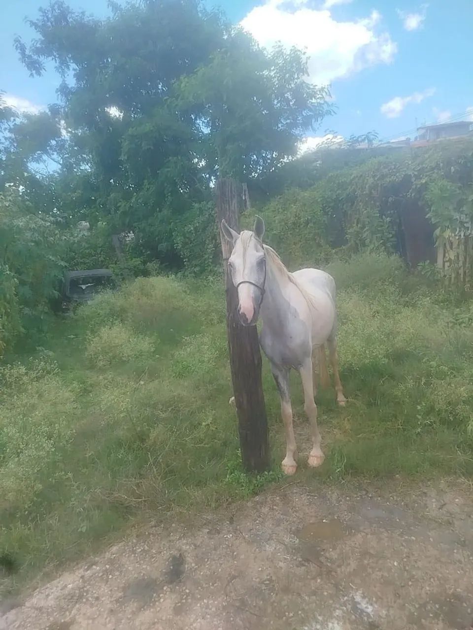 Cavalo castrado  - Foto 3