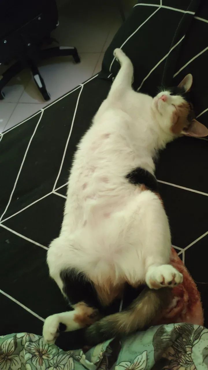 Doa-Se Gatos  - Foto 5