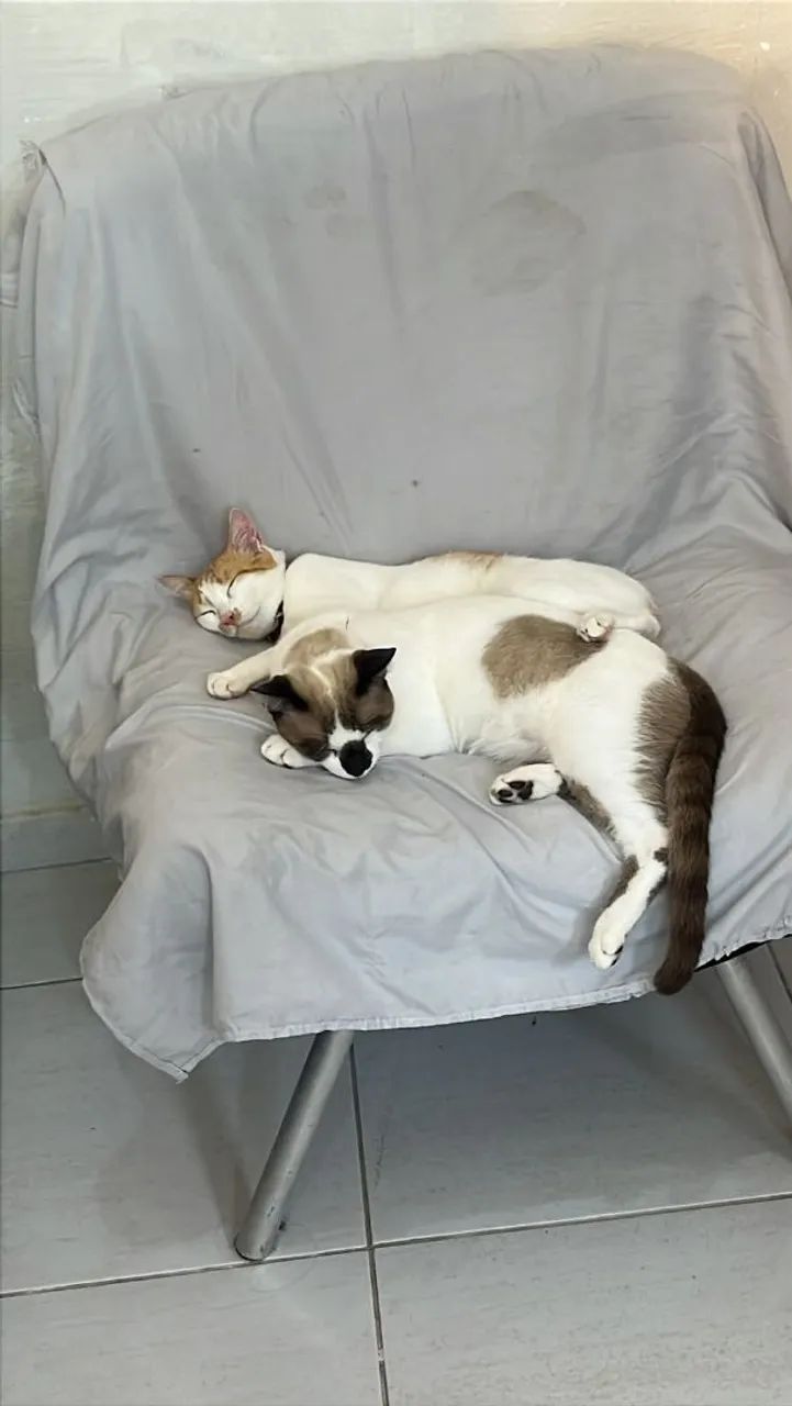 2 gatinhos macho  - Foto 3