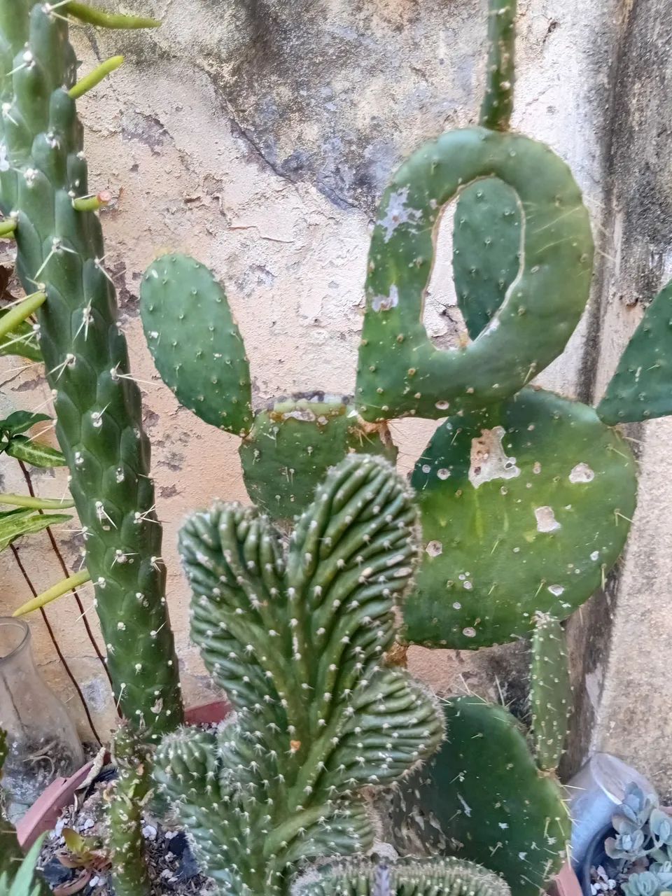 Arranjos  - Foto 3