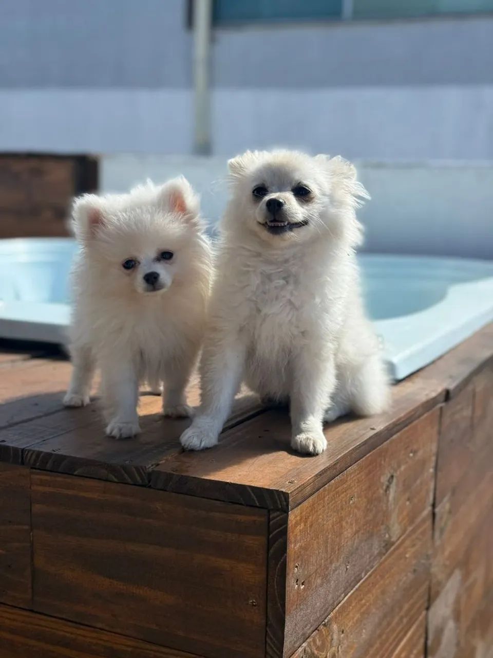 Lulu da Pomerânia simplesmente perfeito 