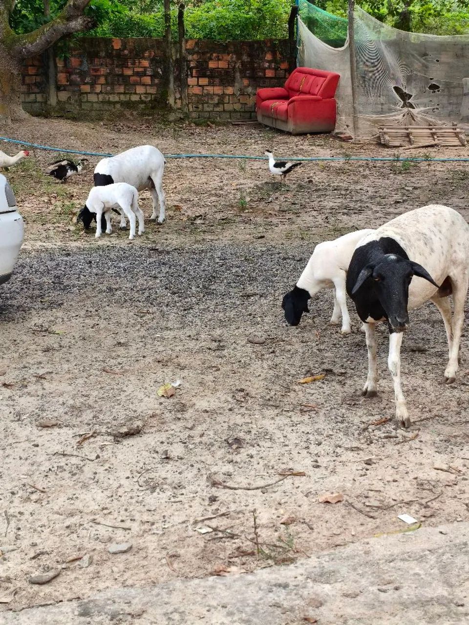 Procura um namorado  - Foto 3