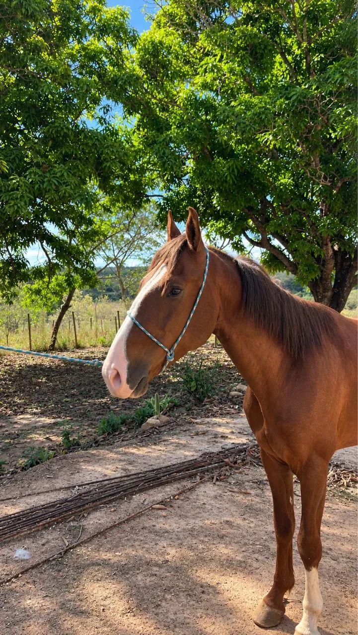 Cavalo - Foto 2