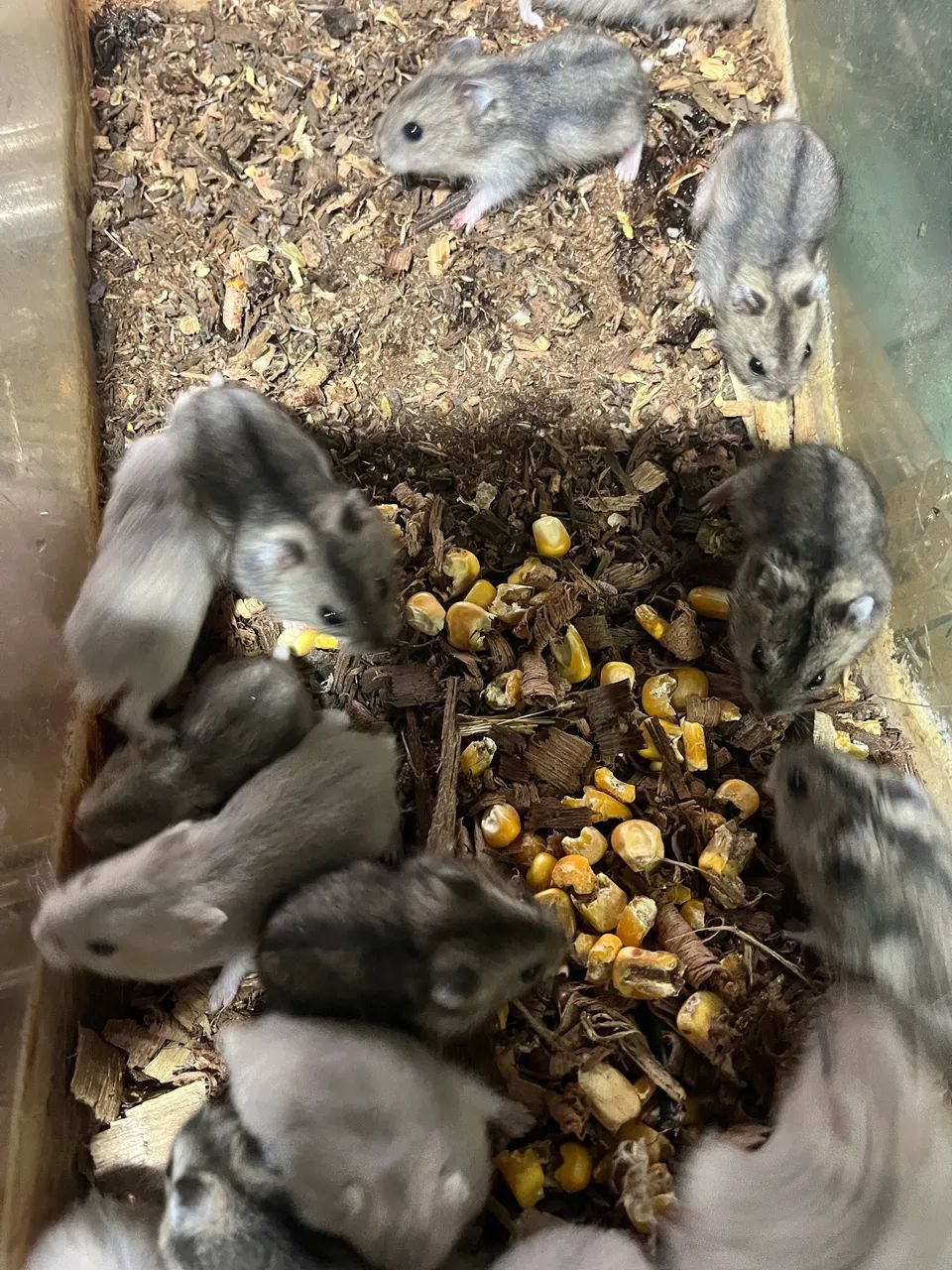 Hamster anao russo  - Foto 2