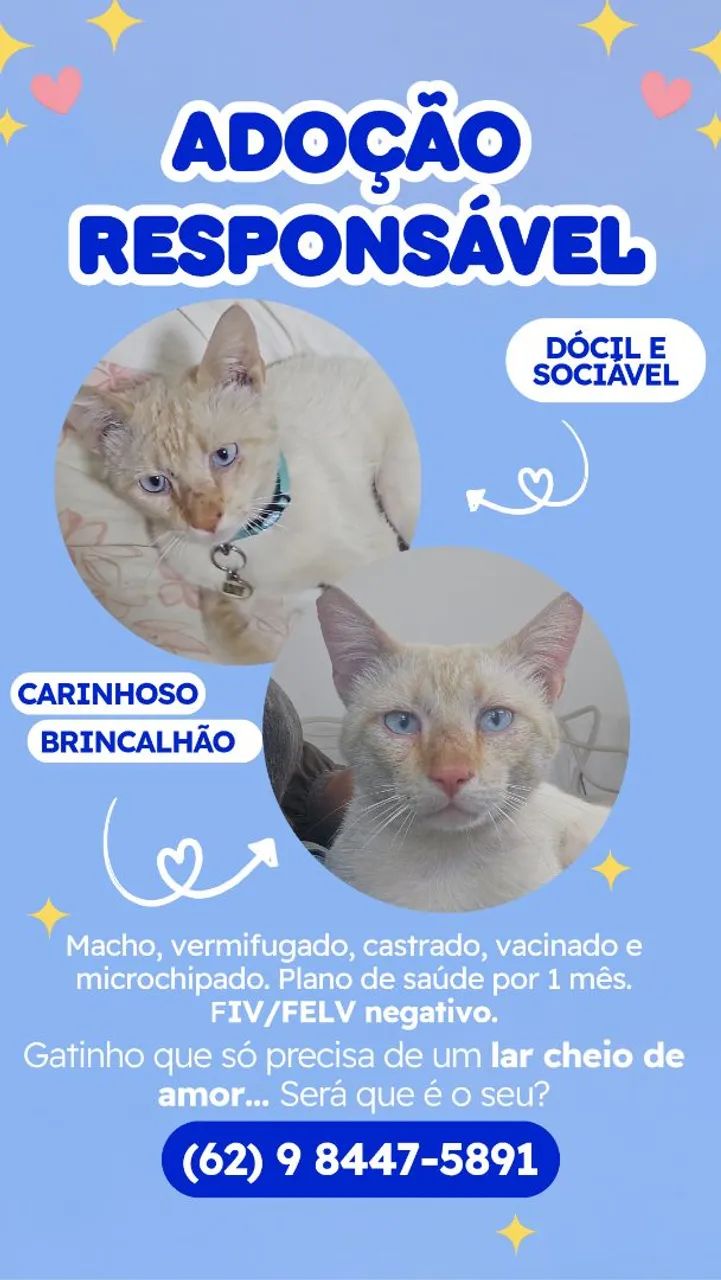 Gato macho para adoção  - Foto 2