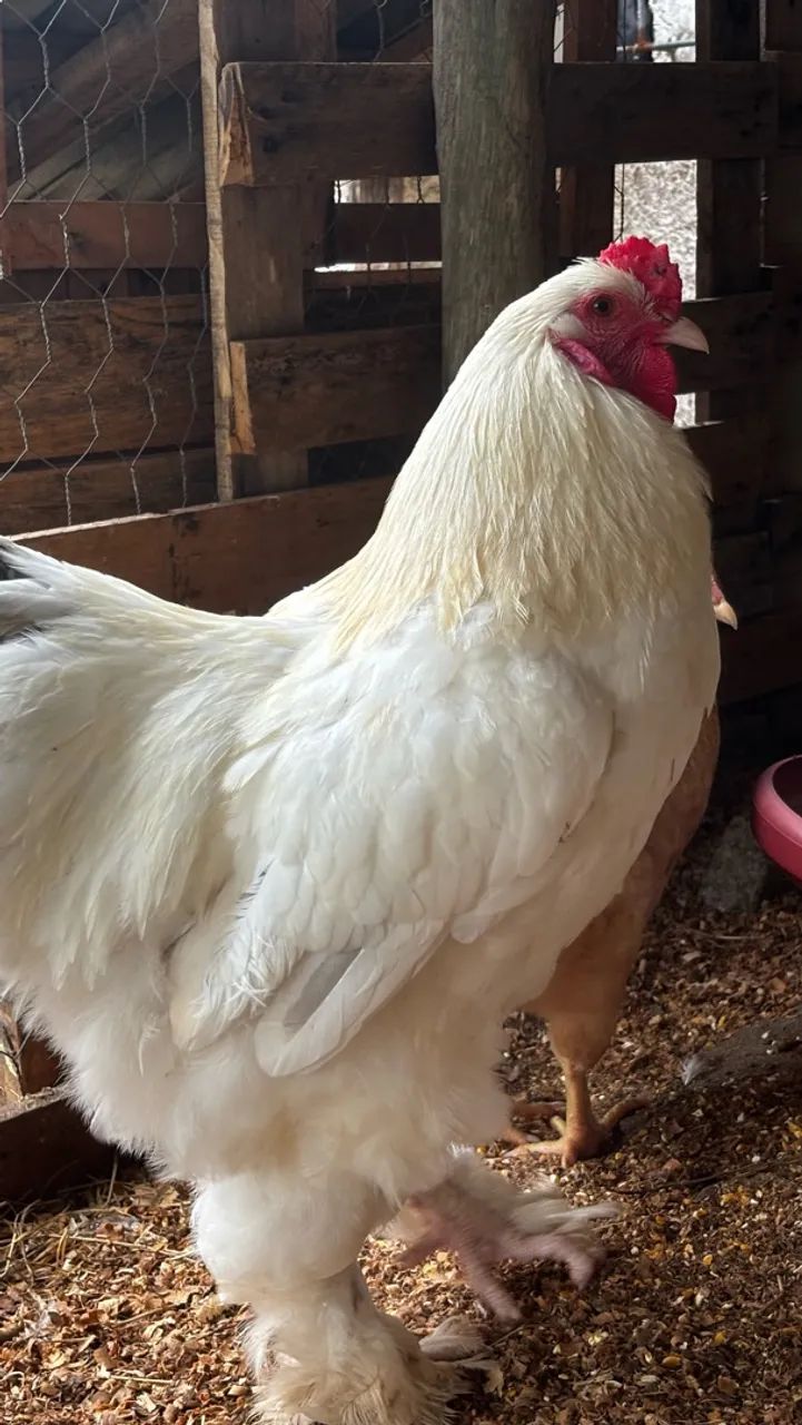 Galo Brahma  - Foto 3