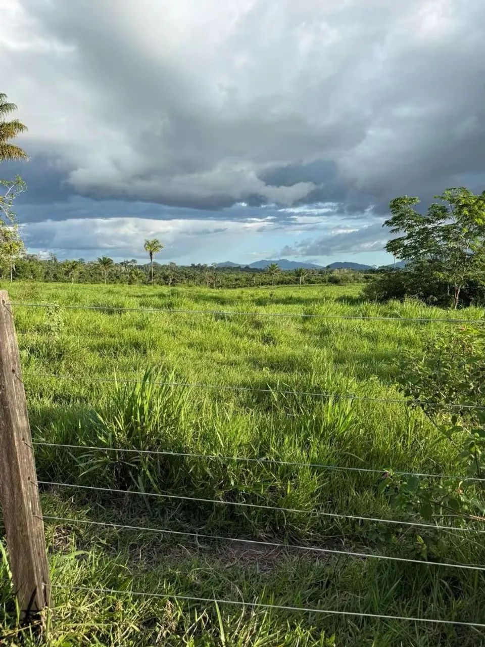 FAZENDA À VENDA | APIAÚ - RR | 224 HECTARES - Foto 3