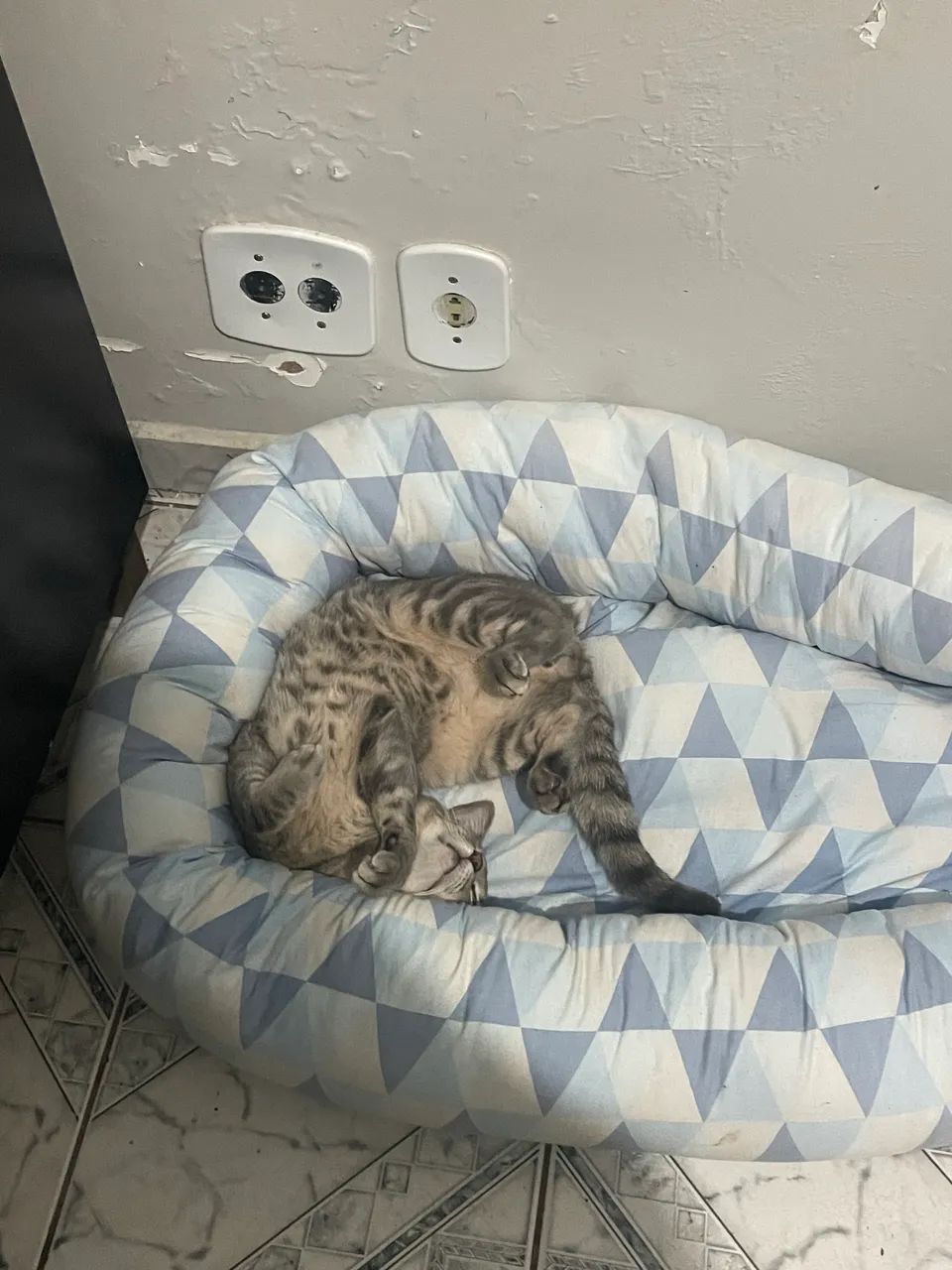 Doa-se gato - Foto 2