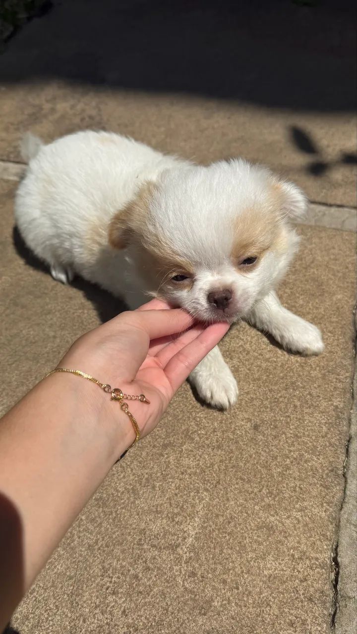 Chihuahua Macho Micro Pelo longo