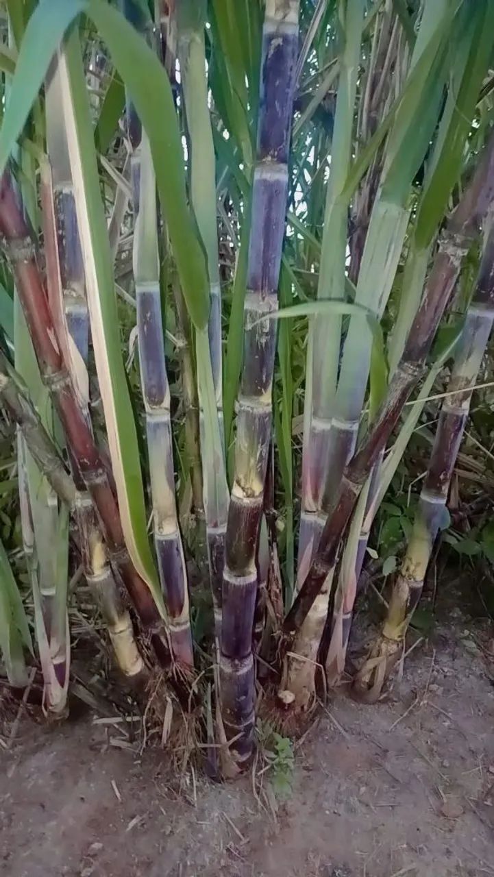 Vendo Cana de Açúcar 