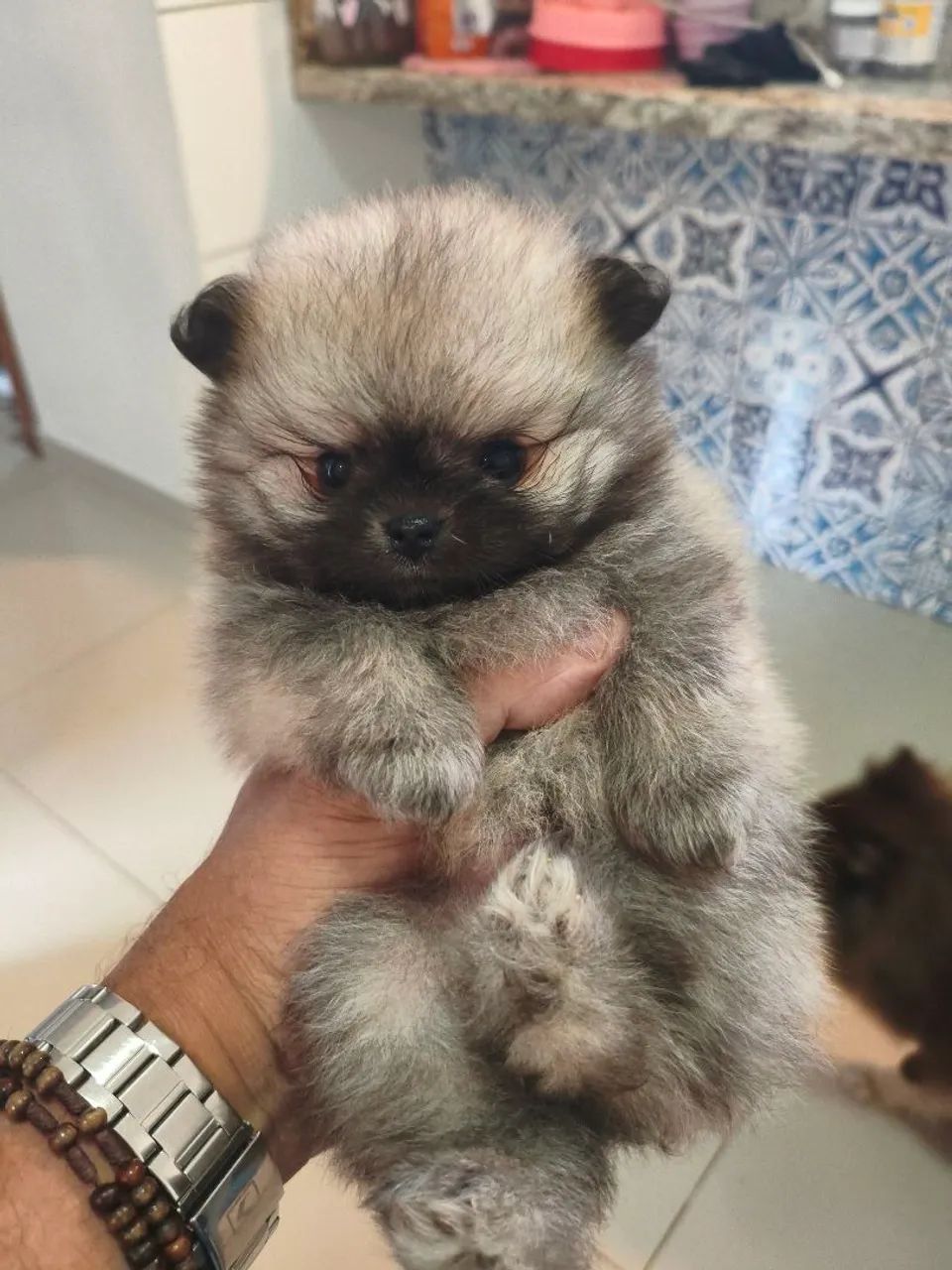 Spitz Alemão Anão 